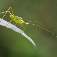 Speckled Bush Cricket 2 